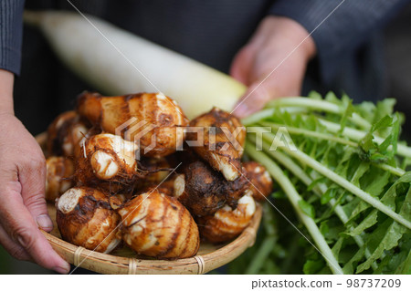 Woman holding harvested taro and radish 98737209