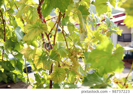 Green leaves and berries of grapes in summer autumn texture background. Grapes on balcony of second floor in sunlight, horizontal selective focus photo. Green leaves and berries of grapes in summer autumn texture background. Grapes on balcony of second floor in sunlight, horizontal selective focus photo. 98737223