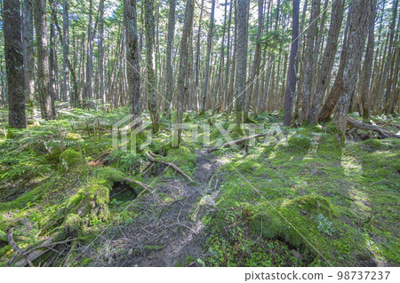 A bright virgin forest covered with moss where the morning sun shines. image of environment, ecology 98737237