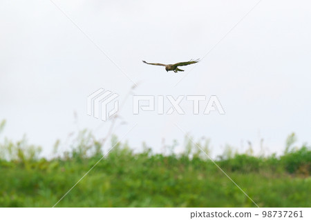Buzzard in flight looking for prey in the grasslands Buzzard in flight looking for prey in the grasslands 98737261