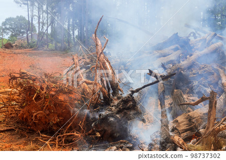 An uprooted forest is being burned in construction site for purpose of building houses An uprooted forest is being burned in construction site for purpose of building houses 98737302