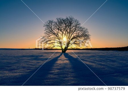 Japanese elm trees and shadows 98737579