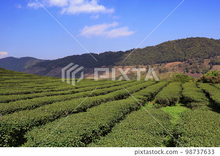 tea field or tea plantation on the hill no people with mountain background tea field or tea plantation on the hill no people with mountain background 98737633