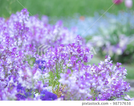 Linaria blooming in the spring garden Linaria blooming in the spring garden 98737638