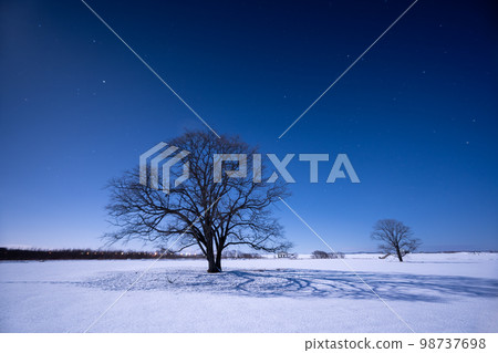 Harunire tree and shadow in Japan Harunire tree and shadow in Japan 98737698