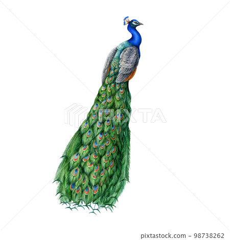Peacock detailed watercolor illustration. Hand drawn exotic bird with beautiful long tail. Peacock with bright feathers wildlife and park animal. Decorative design element. White background 98738262