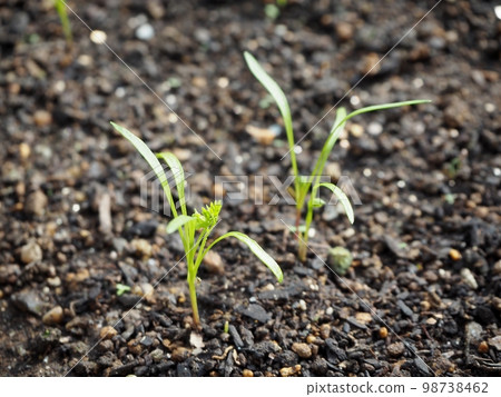 胡蘿蔔發芽 胡蘿蔔發芽 98738462