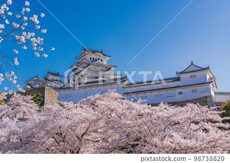 （兵庫縣）世界遺產姬路城櫻花盛開 98738820