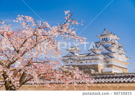 （兵庫縣）世界遺產姬路城櫻花盛開 98738855