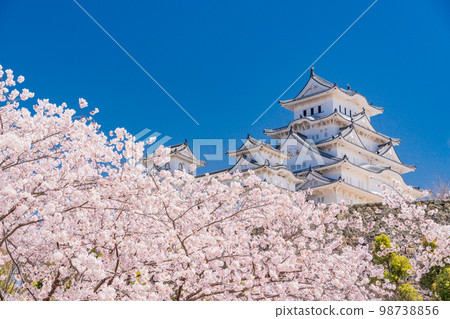 (Hyogo Prefecture) World Heritage Himeji Castle Sakura in full bloom (Hyogo Prefecture) World Heritage Himeji Castle Sakura in full bloom 98738856