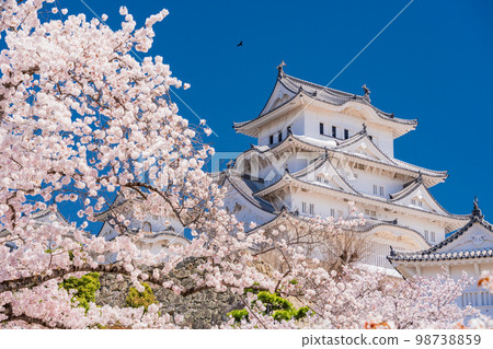 (Hyogo Prefecture) World Heritage Himeji Castle Sakura in full bloom 98738859