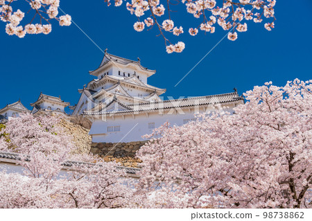 (兵庫縣)世界遺產姬路城櫻花盛開 (兵庫縣)世界遺產姬路城櫻花盛開 98738862