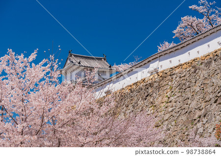 (兵庫縣)世界遺產姬路城櫻花盛開 (兵庫縣)世界遺產姬路城櫻花盛開 98738864
