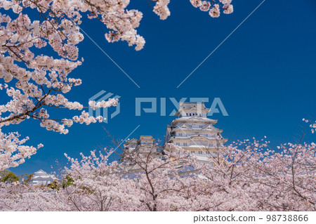 （兵庫縣）世界遺產姬路城櫻花盛開 98738866