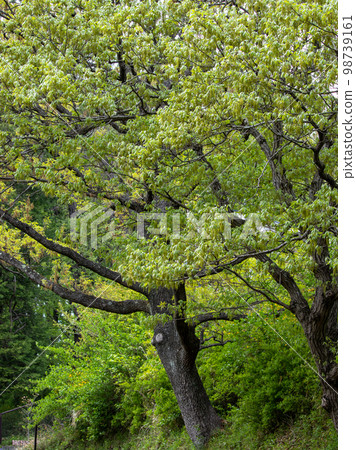 Sawtooth oak in Satoyama garden 98739161
