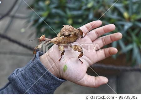 Australian spiney leaf insect brown color on child hand. stick insect look likes .disguise animal. non-poisonous animal Australian spiney leaf insect brown color on child hand. stick insect look likes .disguise animal. non-poisonous animal 98739302