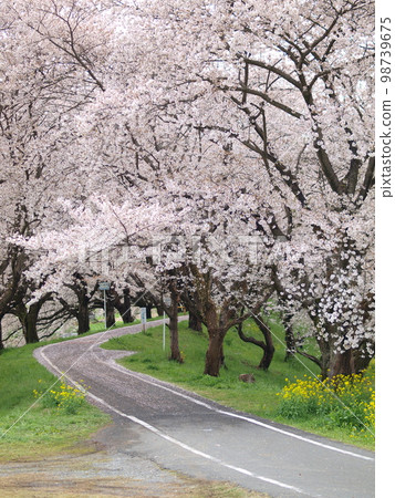 春天,櫻花隧道,吉見町櫻堤公園 春天,櫻花隧道,吉見町櫻堤公園 98739675