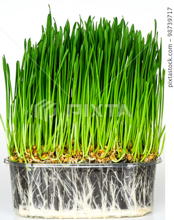 Green wheat germ with roots and soil in a transparent plastic pot, germinated grains of wheat 98739717