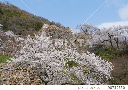 Cherry blossoms at Tottori Castle Cherry blossoms at Tottori Castle 98739850