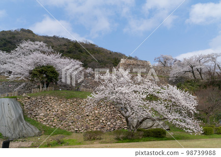 鳥取城的櫻花 98739988
