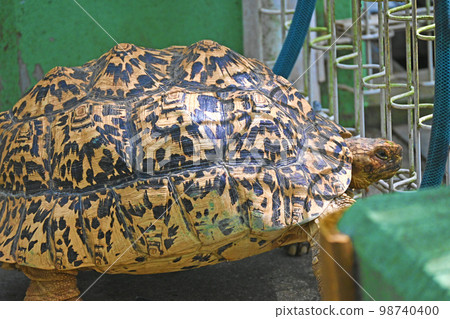 Leopard tortoise looking out from fence 98740400