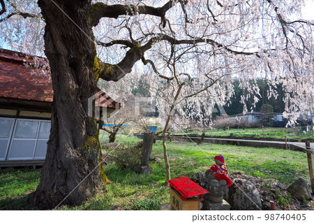 信州高山村五大櫻花樹之一 信州高山村五大櫻花樹之一 98740405