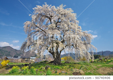 信州高山村Nagomi櫻花盛開 98740406