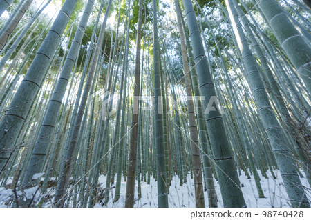 Arashiyama: Snowy winter bamboo grove path 98740428