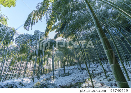 Arashiyama: Snowy winter bamboo grove path 98740439