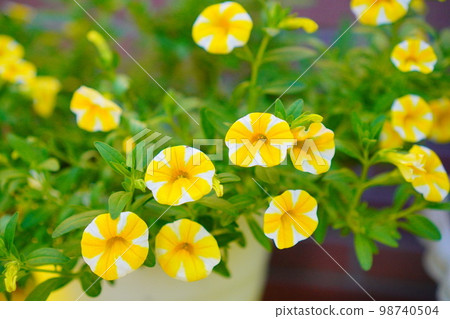 Calibrachoa，我在散步時發現的一朵可愛的黃色花。 98740504
