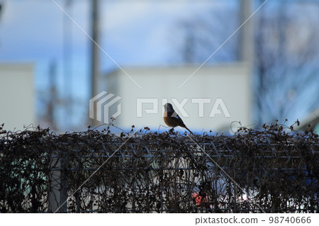 Giubitaki os 98740666