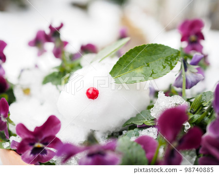 pansy and snow rabbit 98740885