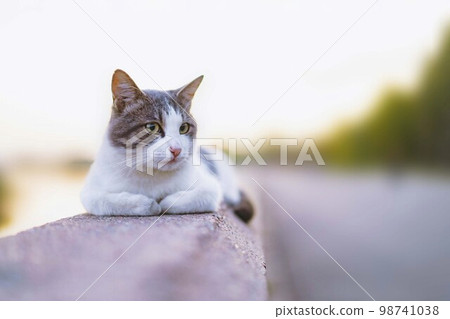 A laid-back cat with yellow eyes lies on a stone balustrade on sunset, gray tabby cat A laid-back cat with yellow eyes lies on a stone balustrade on sunset, gray tabby cat 98741038