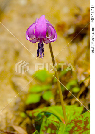 早春妖精卡塔庫栗花之香嵐溪 98741715