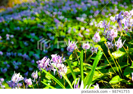 早春妖精卡塔庫栗花之香嵐溪 98741755