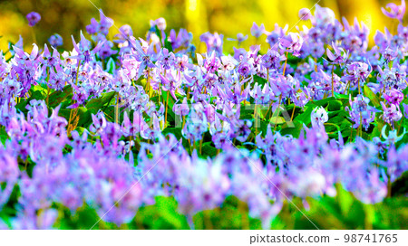 Fairy of early spring Katakuri flower of Korankei 98741765
