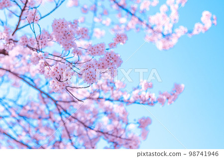 櫻花 98741946