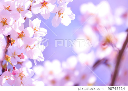 Cherry tree in full bloom  98742314