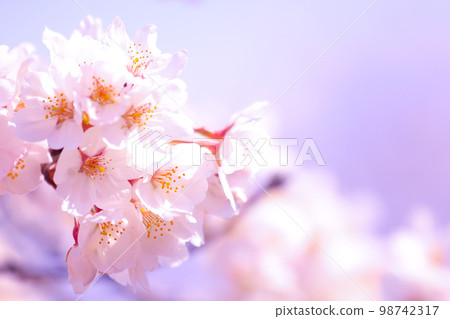 Cherry tree in full bloom  Cherry tree in full bloom  98742317