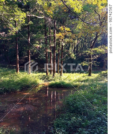 The waterside of Totoro's forest that receives the sunlight The waterside of Totoro's forest that receives the sunlight 98742567