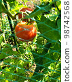 tomatoes have grown 98742568