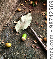 Acorns and fallen leaves Autumn scenery 98742569
