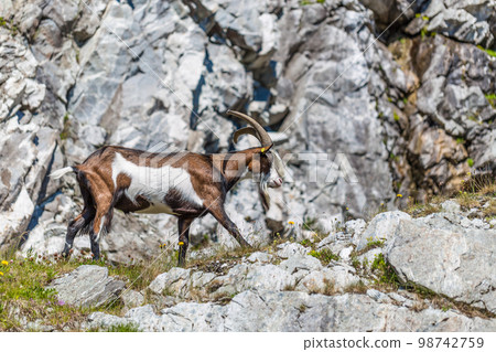 Mountain goat Mountain goat 98742759