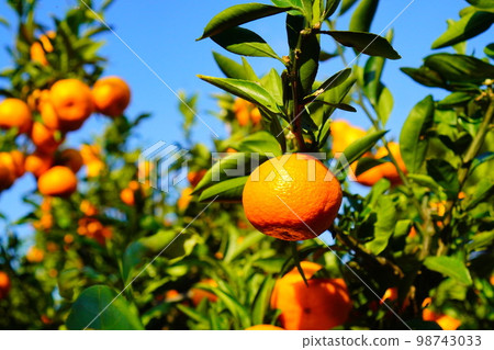 我去摘橘子了。橘子樹 98743033