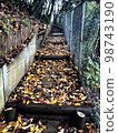 A path to walk through the fallen leaves 98743190
