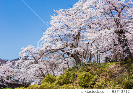 Spring in Yonezawa, Yamagata Matsugasaki Park with cherry blossoms in full bloom (Yonezawa Castle Ruins) Spring in Yonezawa, Yamagata Matsugasaki Park with cherry blossoms in full bloom (Yonezawa Castle Ruins) 98743712