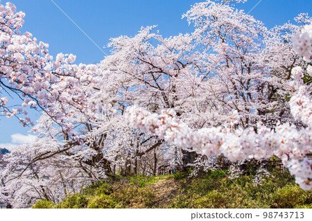 Spring in Yonezawa, Yamagata Matsugasaki Park with cherry blossoms in full bloom (Yonezawa Castle Ruins) Spring in Yonezawa, Yamagata Matsugasaki Park with cherry blossoms in full bloom (Yonezawa Castle Ruins) 98743713