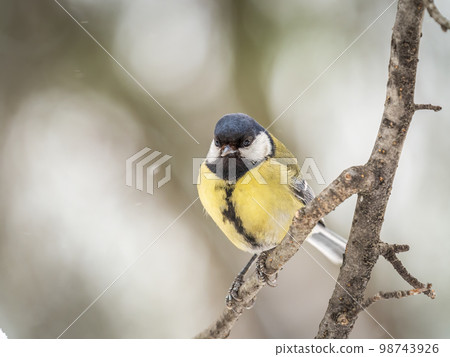 Cute bird Great tit, songbird sitting on a branch without leaves in the autumn or winter. 98743926