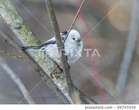 European long-tailed tit, latin name Aegithalos caudatus. A bird sitting on a branch in a deciduous forest. European long-tailed tit, latin name Aegithalos caudatus. A bird sitting on a branch in a deciduous forest. 98743939