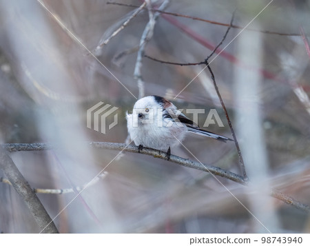 European long-tailed tit, latin name Aegithalos caudatus. A bird sitting on a branch in a deciduous forest. 98743940